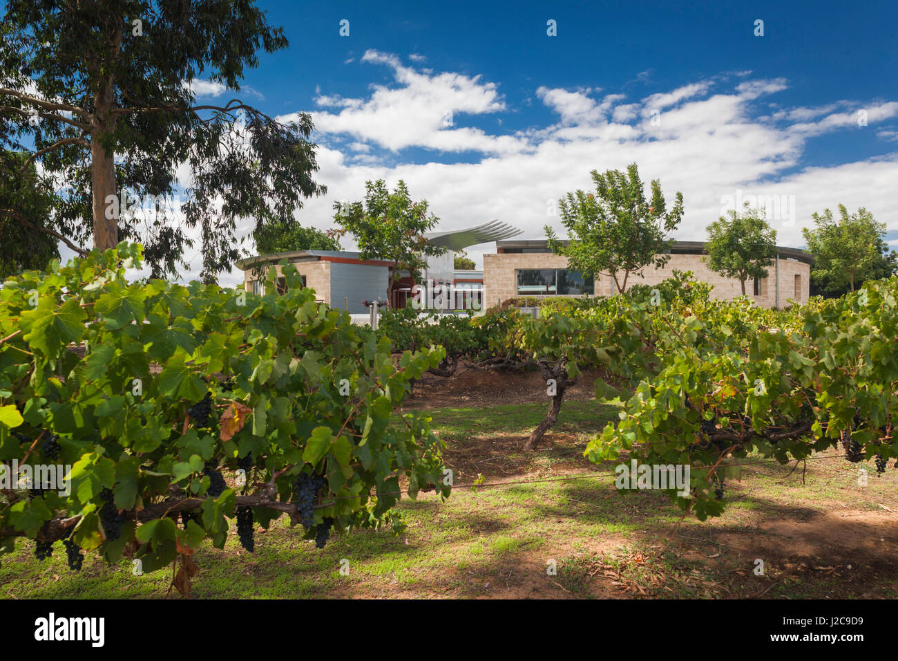 Australia, Barossa Valley, Nuriootpa, Wolf Blass Winery, exterior Stock Photo