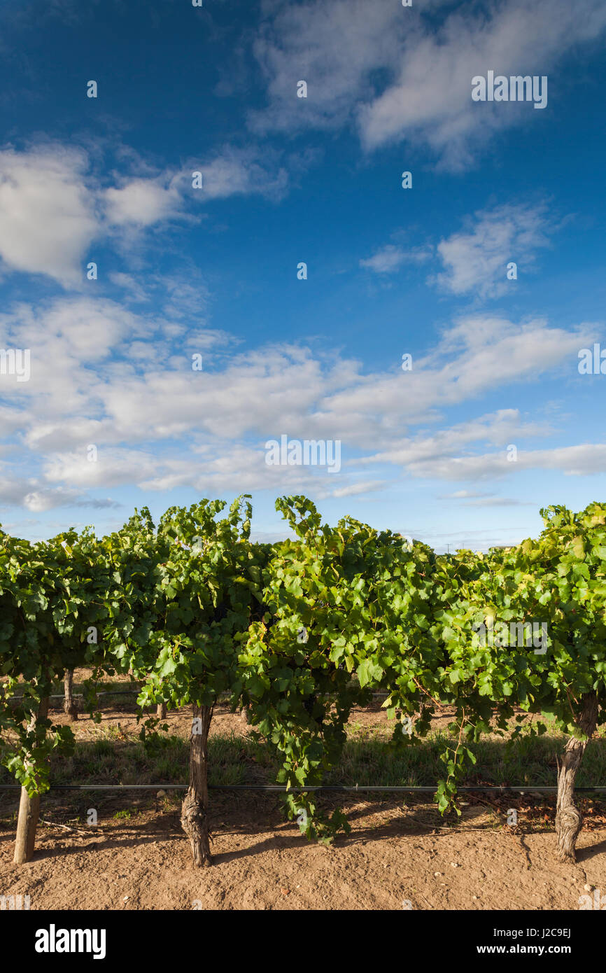 Australia, Barossa Valley, Rowland Flat, Jacob's Creek Winery, vineyard Stock Photo