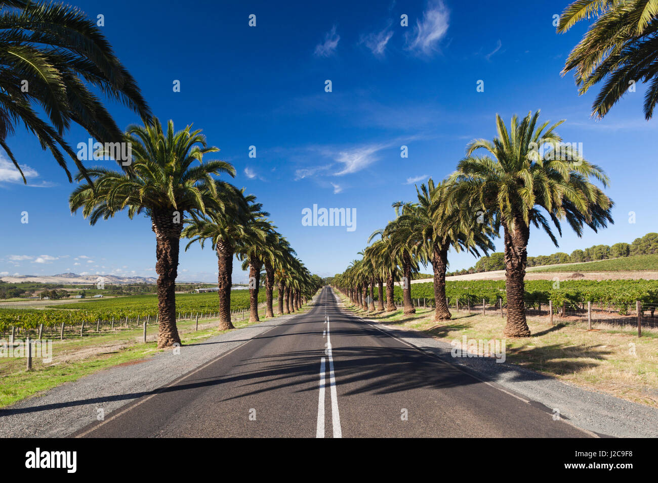 Australia, Barossa Valley, Seppeltsfield, country road with palm trees Stock Photo