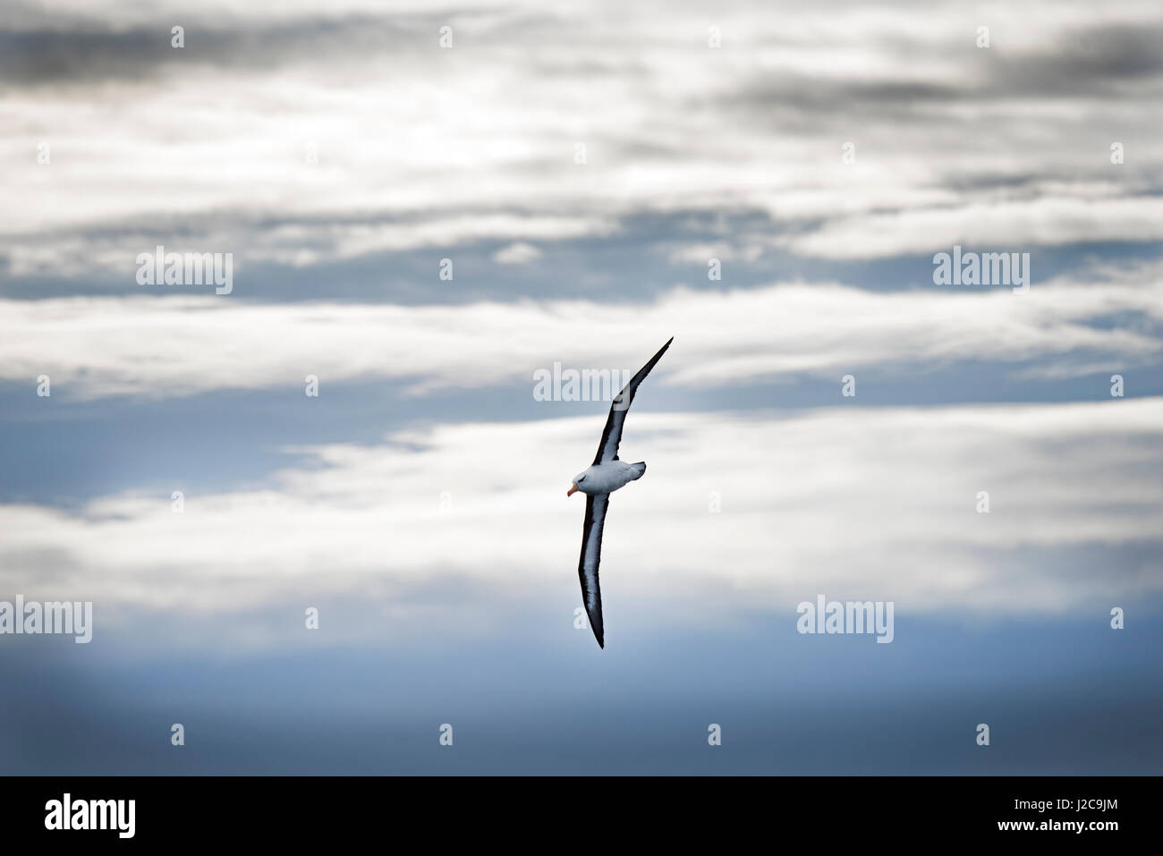 Black-browed Albatross Thalassarche melanophris over Southern Ocean near South Georgia Stock Photo