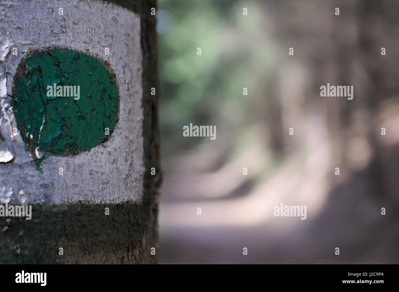 Green dot on the tree marks way in the forrest in Czech republic Stock Photo