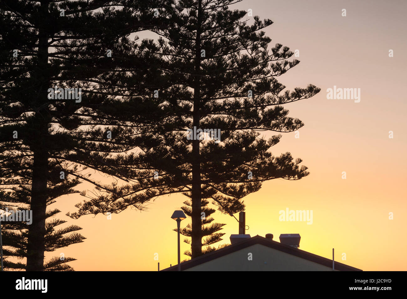 Australia, Yorke Peninsula, Wallaroo, Araucaria trees, sunset Stock ...