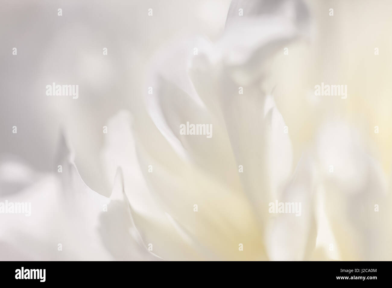 Close up of white flower petal, teal, soft dreamy image Stock Photo