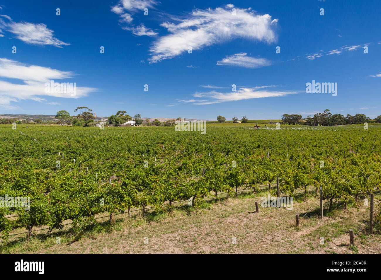 Australia, Fleurieu Peninsula, McLaren Vale Wine Region, McLaren Vale