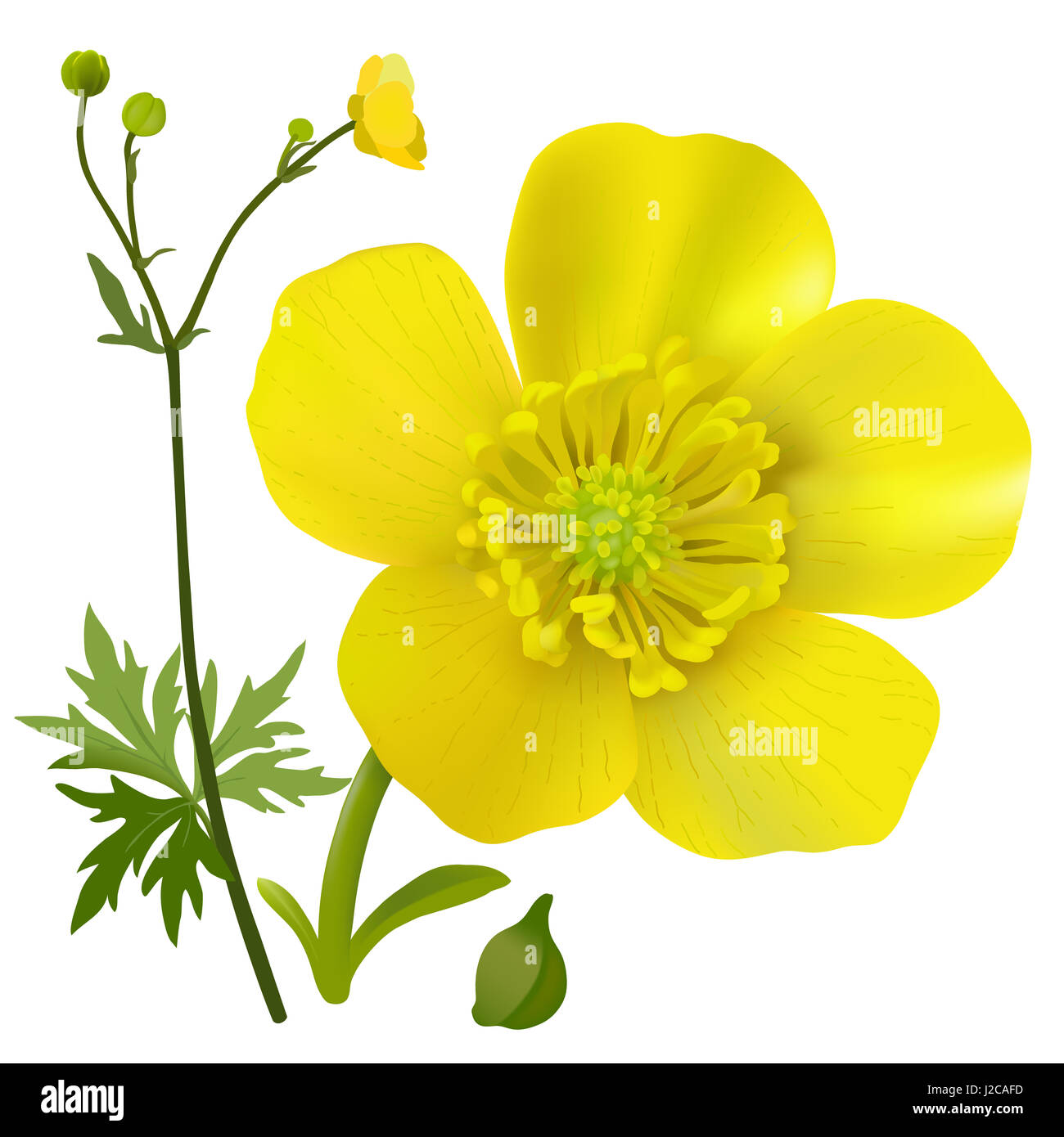 Buttercup - Ranunculus. Hand drawn digital illustration of a yellow wildflower in realistic style, on white background. Stock Photo