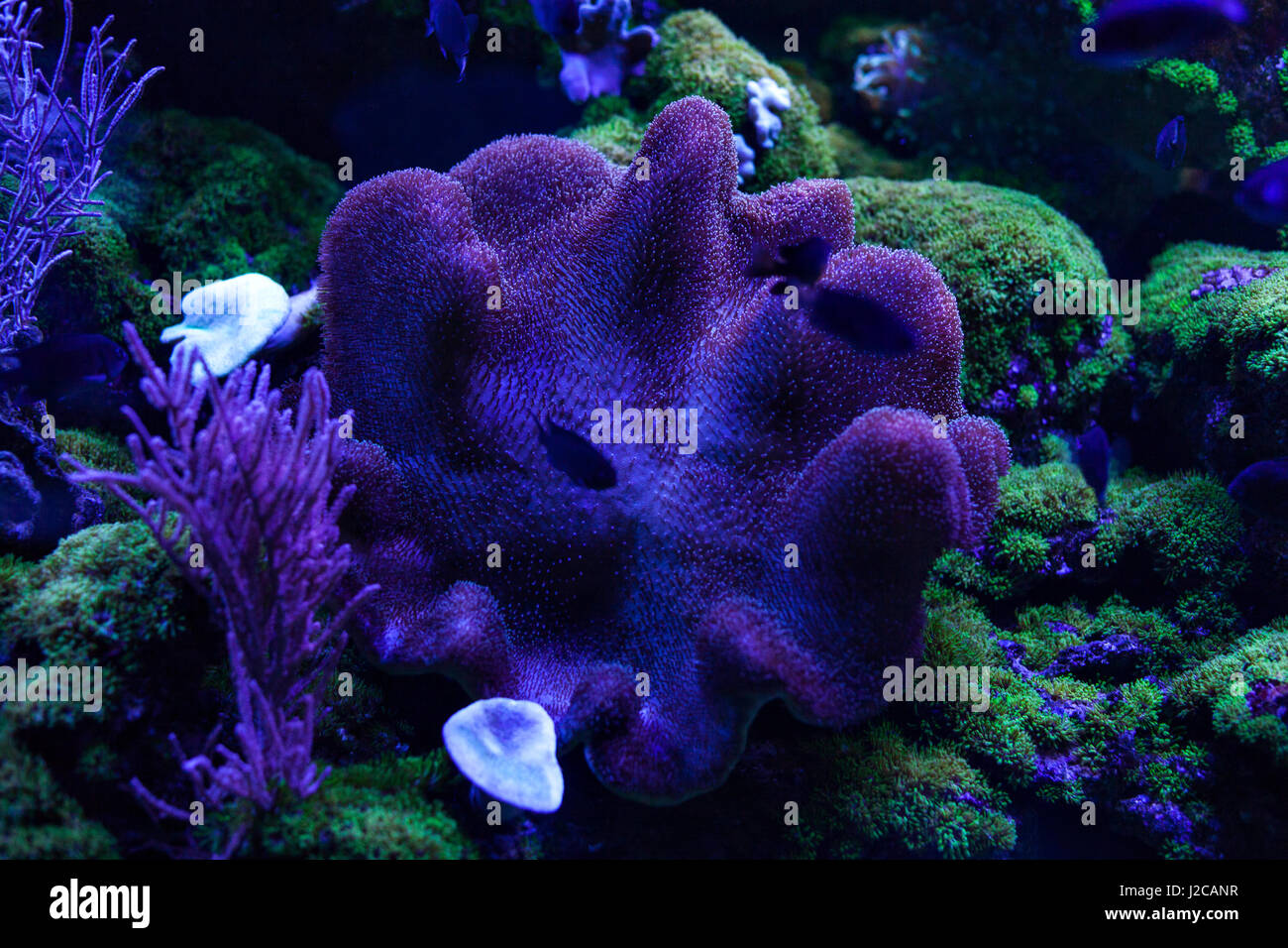 Coral reef underwater in the ocean close up. Stock Photo