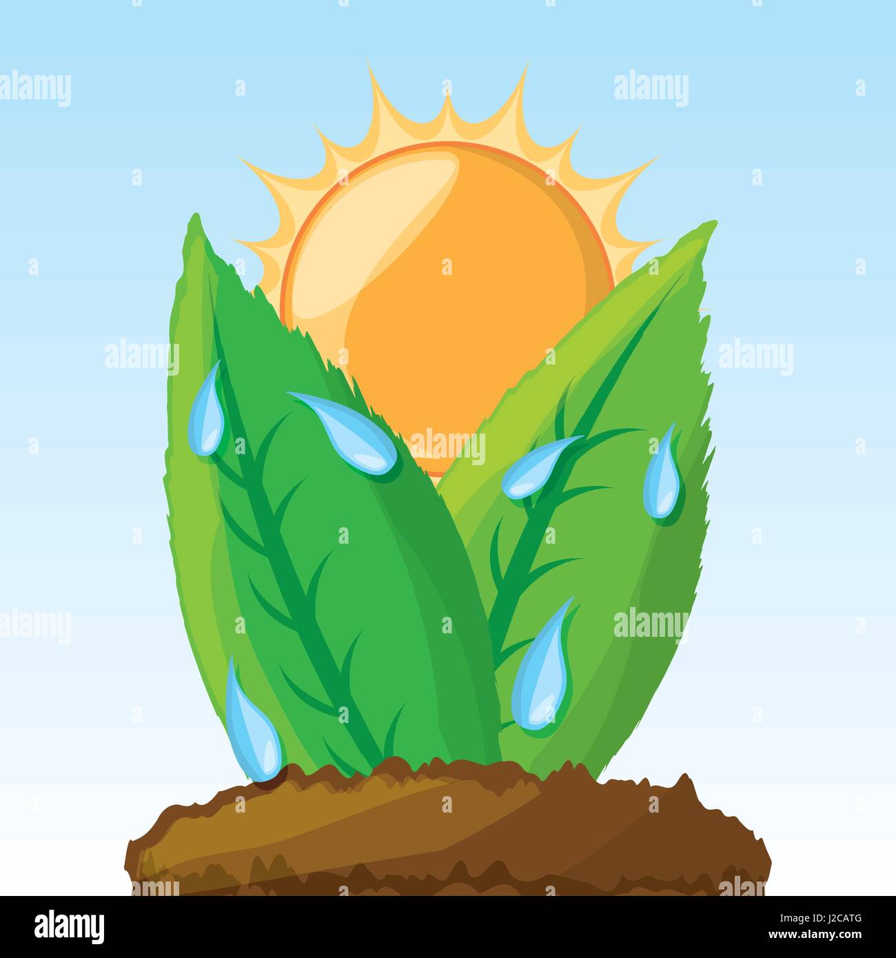 photosynthesis process in the plants Stock Vector