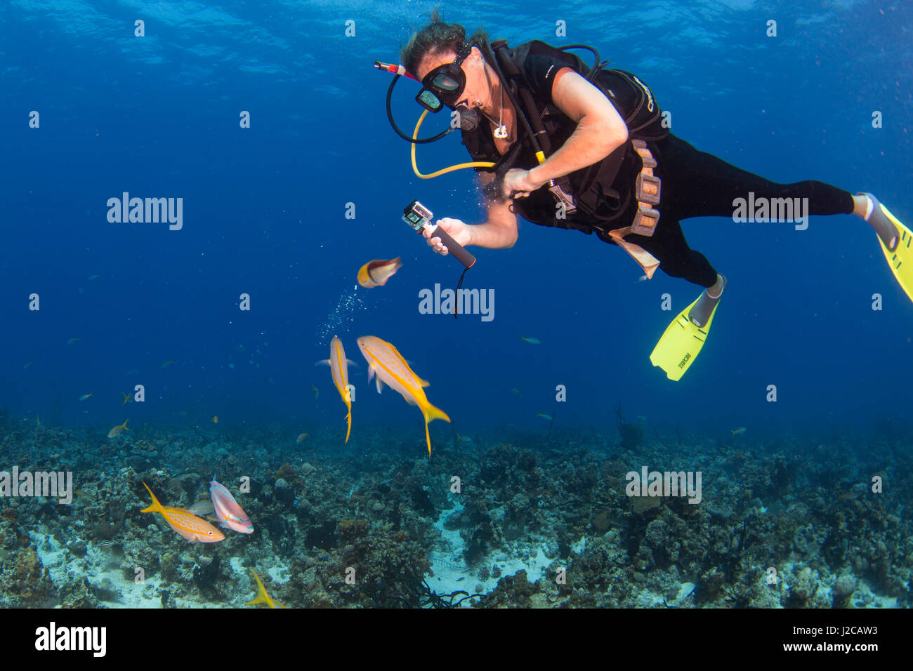 A scuba diver feeds yellowtail snapper while diving on a coral reef in