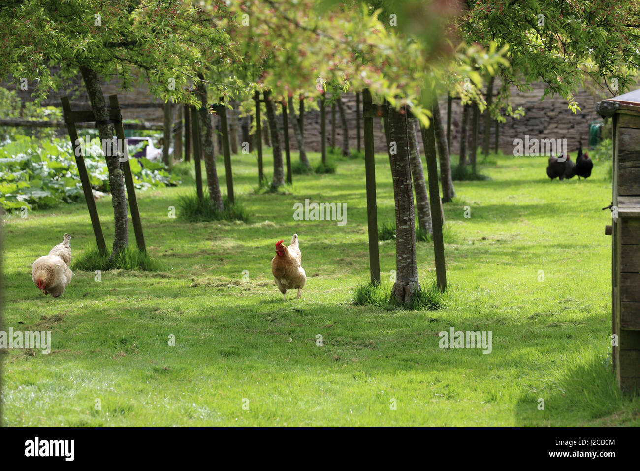 Chickens in the Orchard Stock Photo Alamy