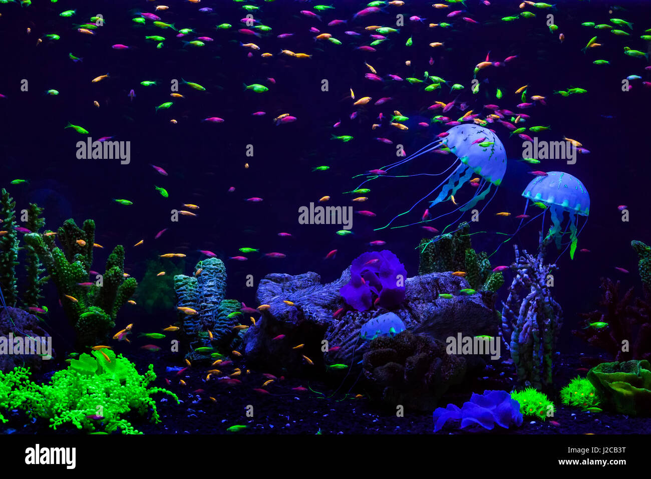 Fish and jellyfish in an aquarium at the bottom among corals Stock