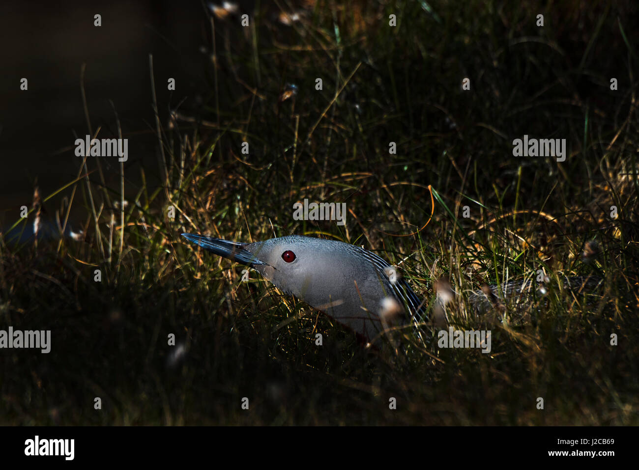 Red-throated Diver Gavia stellata Yell Shetland June Stock Photo