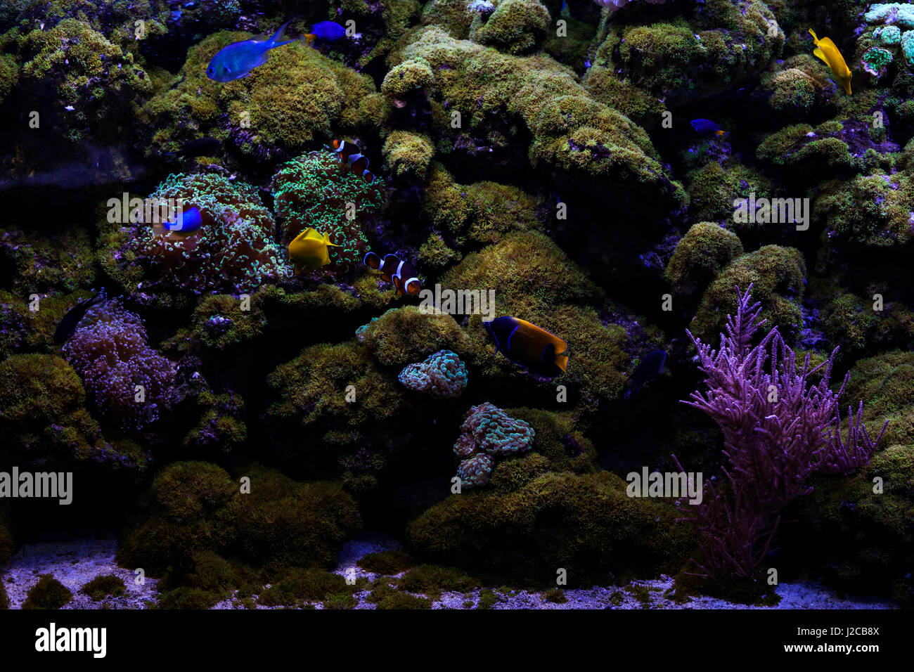 Small colored fish among the coral sea. Stock Photo