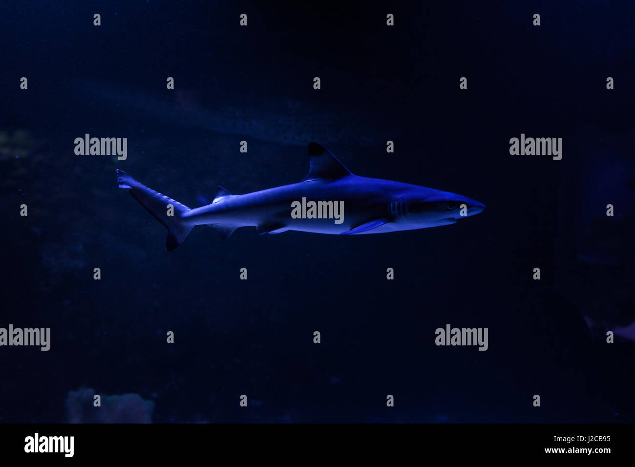 Scary Shark Floats On The Ocean Floor Stock Photo 139184561