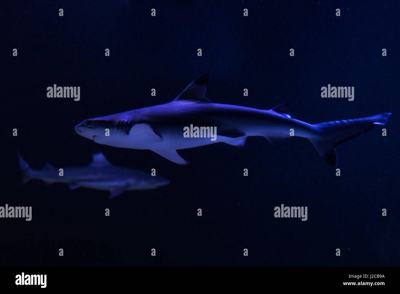 Two horrific shark in the dark on the bottom underwater. Stock Photo