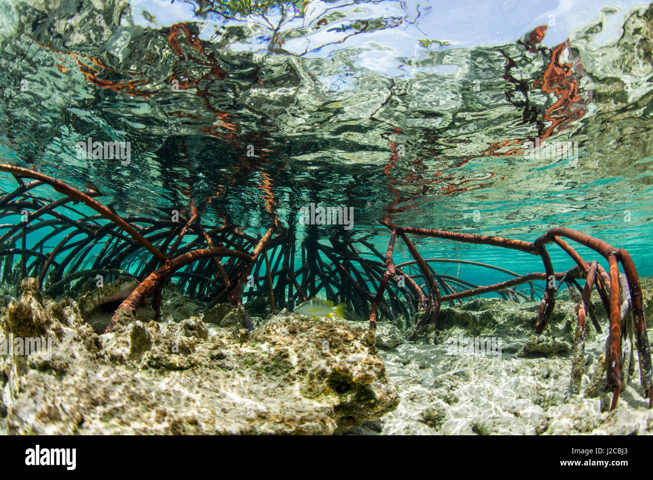 Underwater photograph of a mangrove tree in clear tropical waters with blue sky in background
