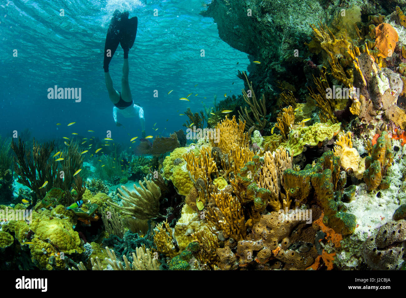Woman snorkeling above a colorful tropical coral reef near Staniel Cay
