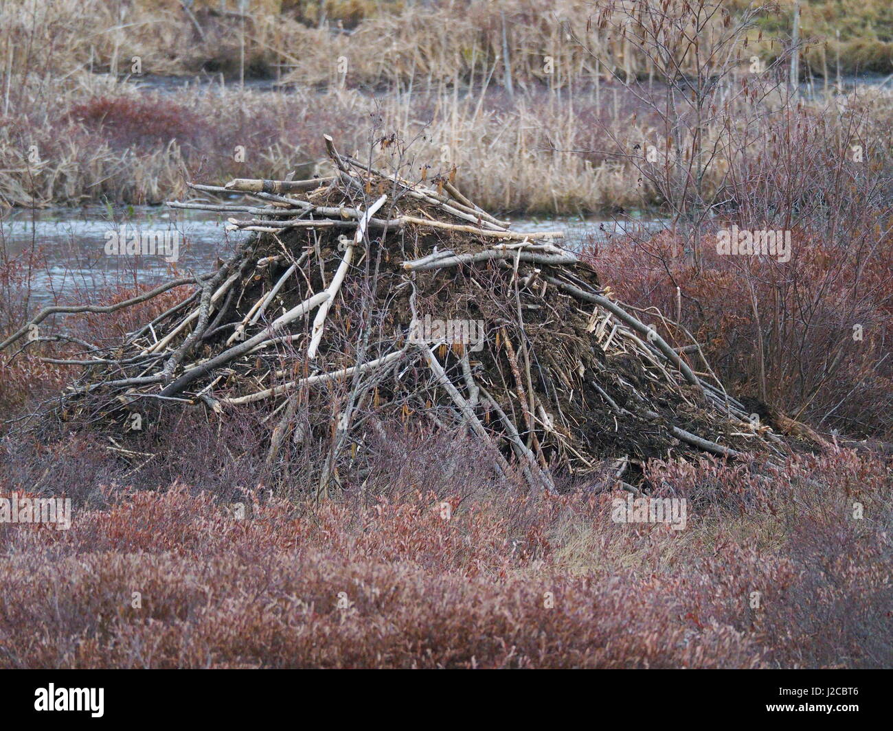A beaver lodge  in the spring Stock Photo