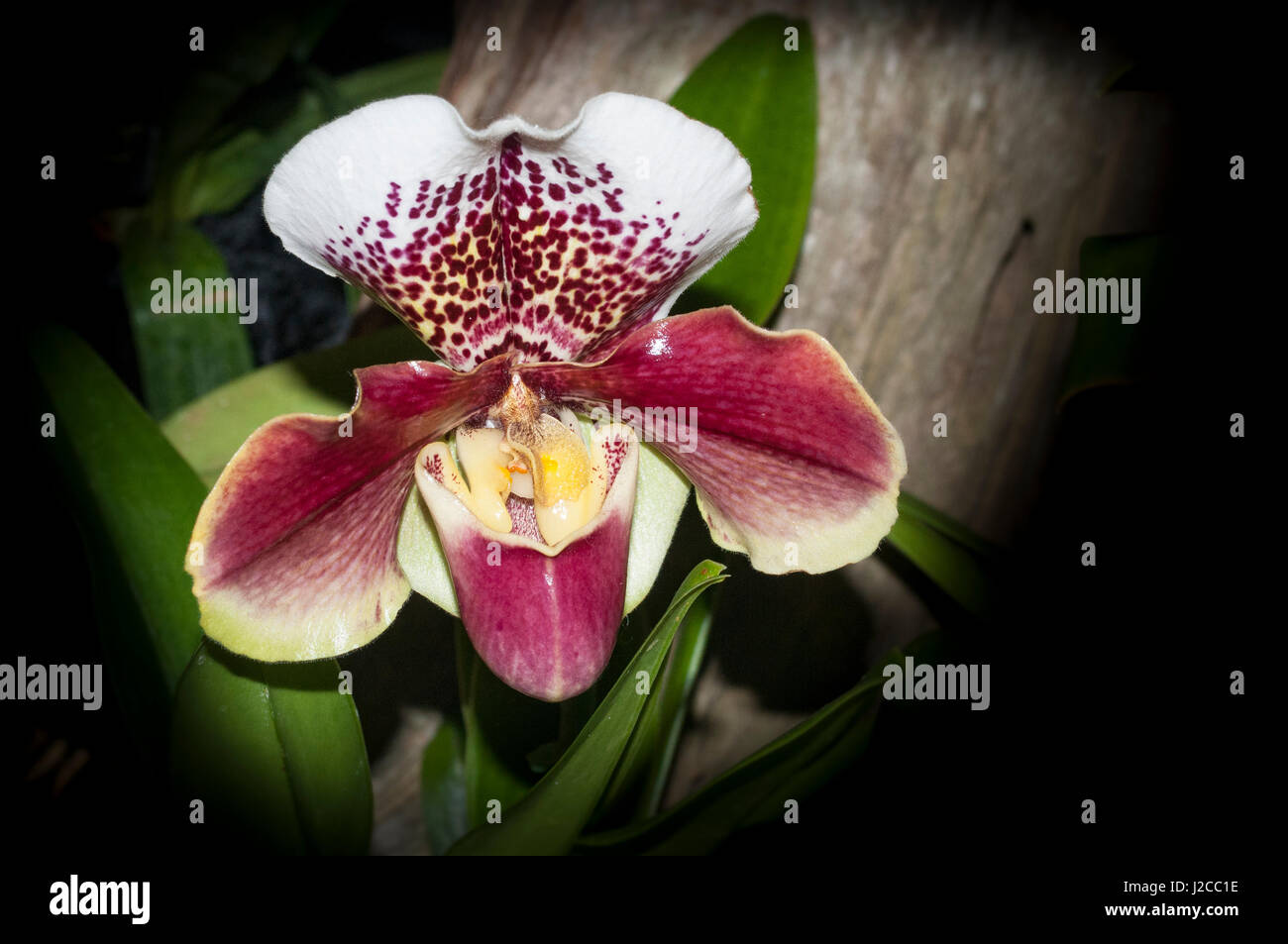 Beautiful Orchid show flower in bloom Stock Photo