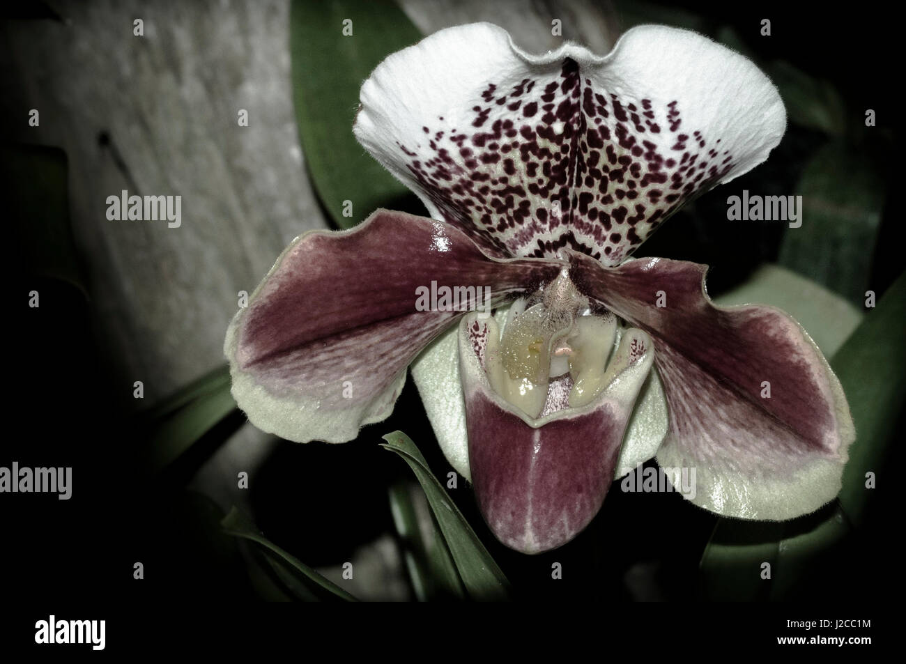 Beautiful Orchid show flower in bloom Stock Photo