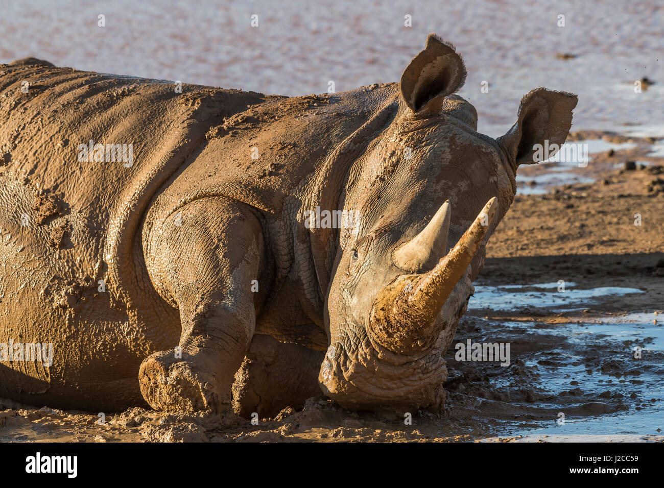 Square-lipped rhinoceros (Ceratotherium simum) wallowing in mud, Aquila Private Game Reserve, Western Cape, South Africa Stock Photo