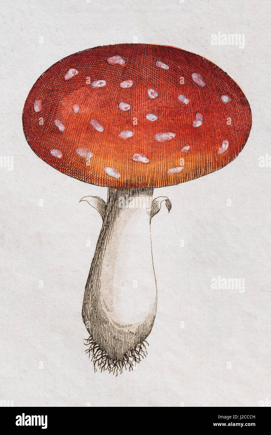 Fly Agaric (Amanita muscaria), handcoloured copper engraving from Friedrich Justin Bertuch Picture book for children Stock Photo
