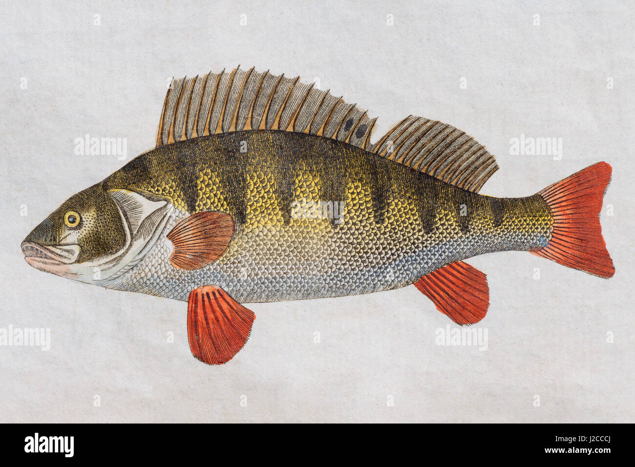 Perch (Perca fluviatilis), hand-colored copper engraving from Friedrich Justin Bertuch picture book for children, Weimar 1795 Stock Photo