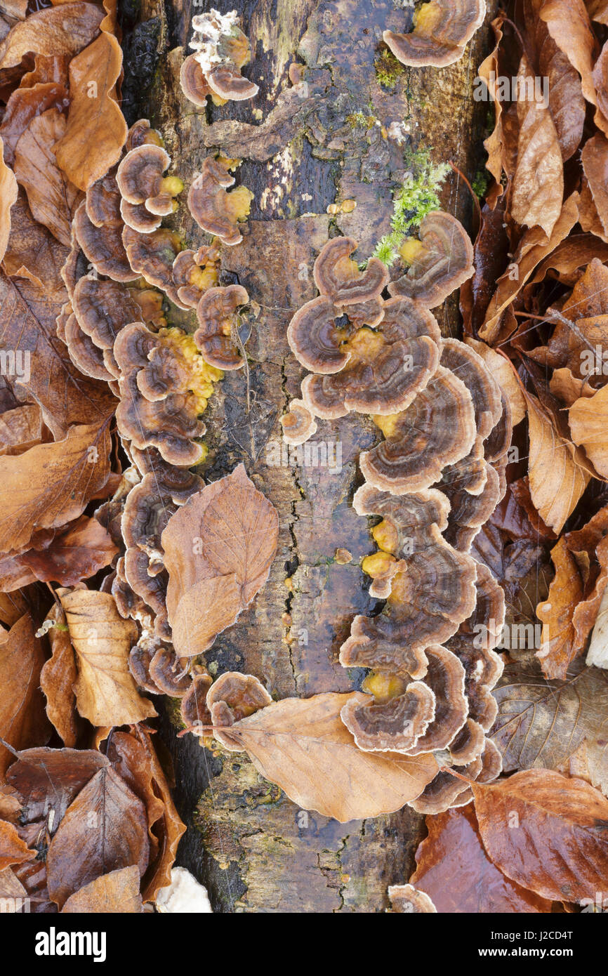 Banded Polypore (Trametes versicolor) fruiting bodies, growing on decaying branch, amongst Common Beech (Fagus sylvatica) leaves, Newfield Plantation, Stock Photo