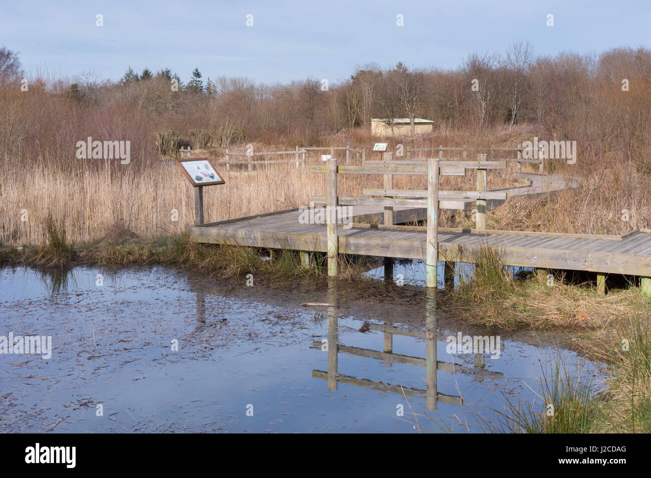 Wooden boardwalk and information board, Foxglove Covert Local Nature Reserve, Catterick Barracks, Catterick, North Yorkshire, England, March Stock Photo