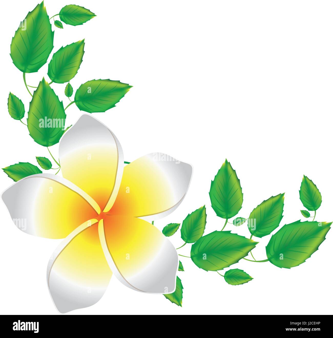 white background of realistic malva flower with leaves Stock Vector