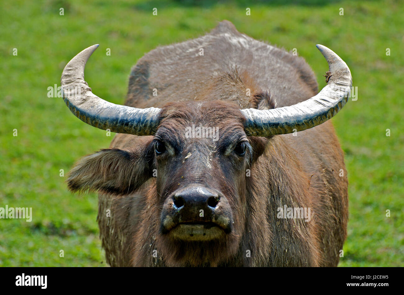Buttle Animals Once used as draft animals in rice paddies, water buffalo roam the ...
