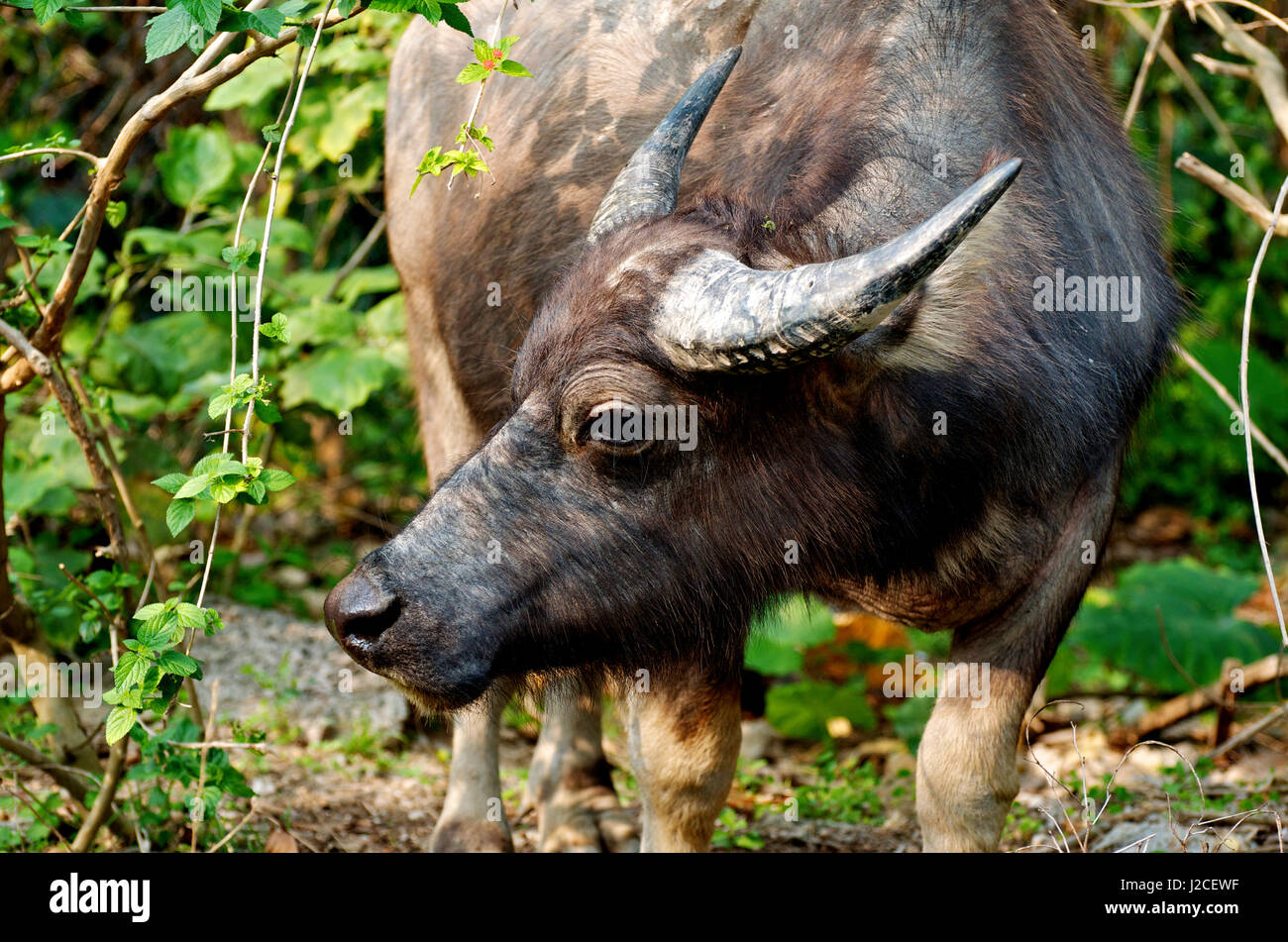 Draft animals hires stock photography and images Alamy