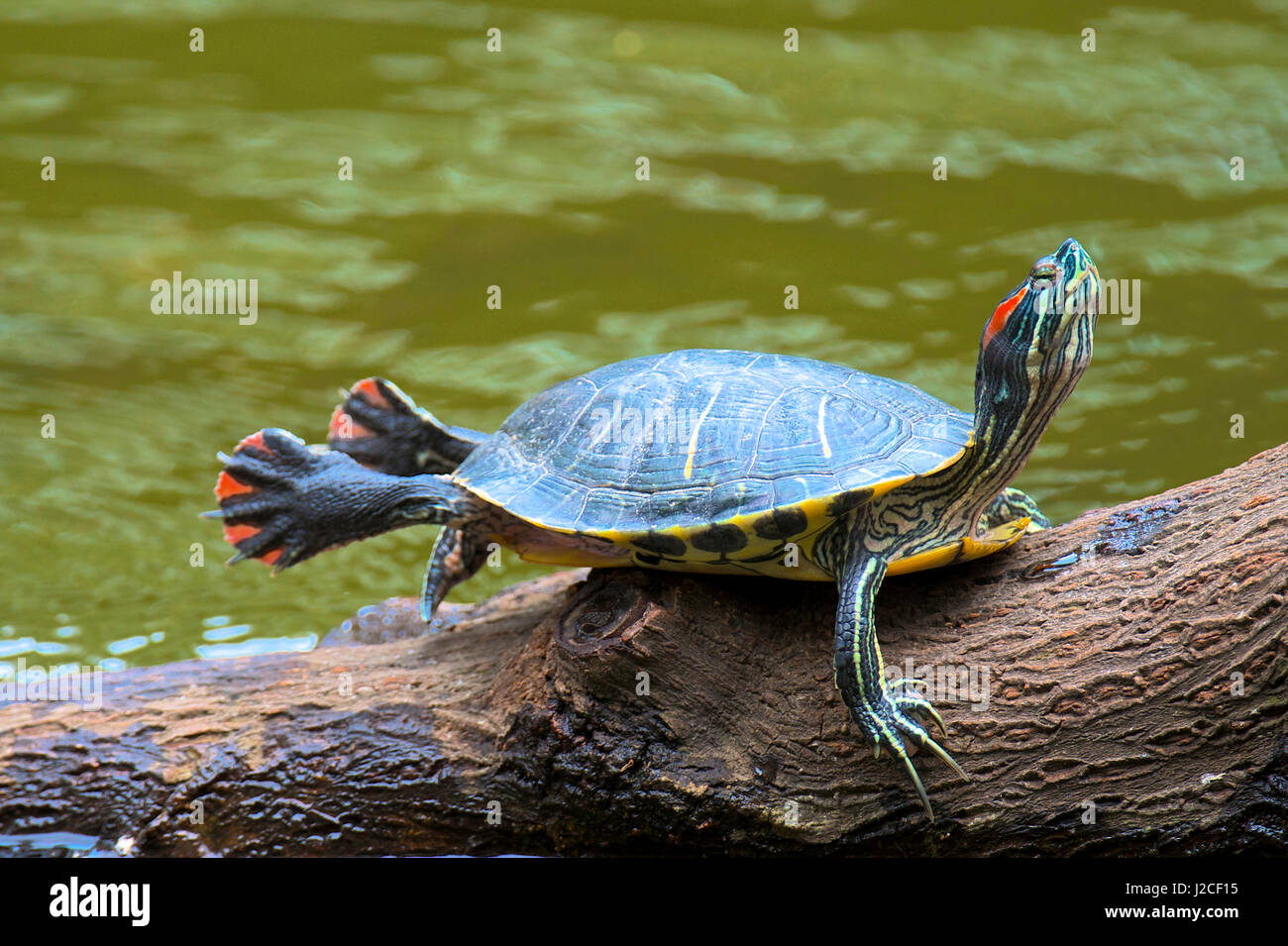 Hong Kong, A painted turtle stretches on a log. Stock Photo