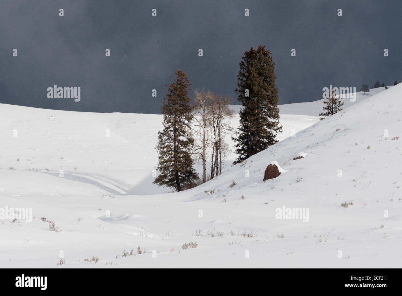 Lamar Valley, Yellowstone National Park, rolling hills, hit by a blizzard, snow storm, strong wind blasting snow over the mountains, dark black sky, W Stock Photo