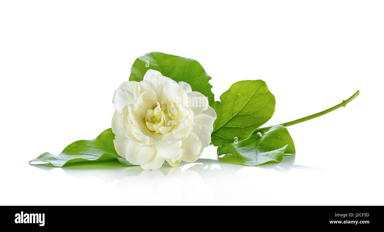 Jasmine flower isolated on the white background Stock Photo - Alamy