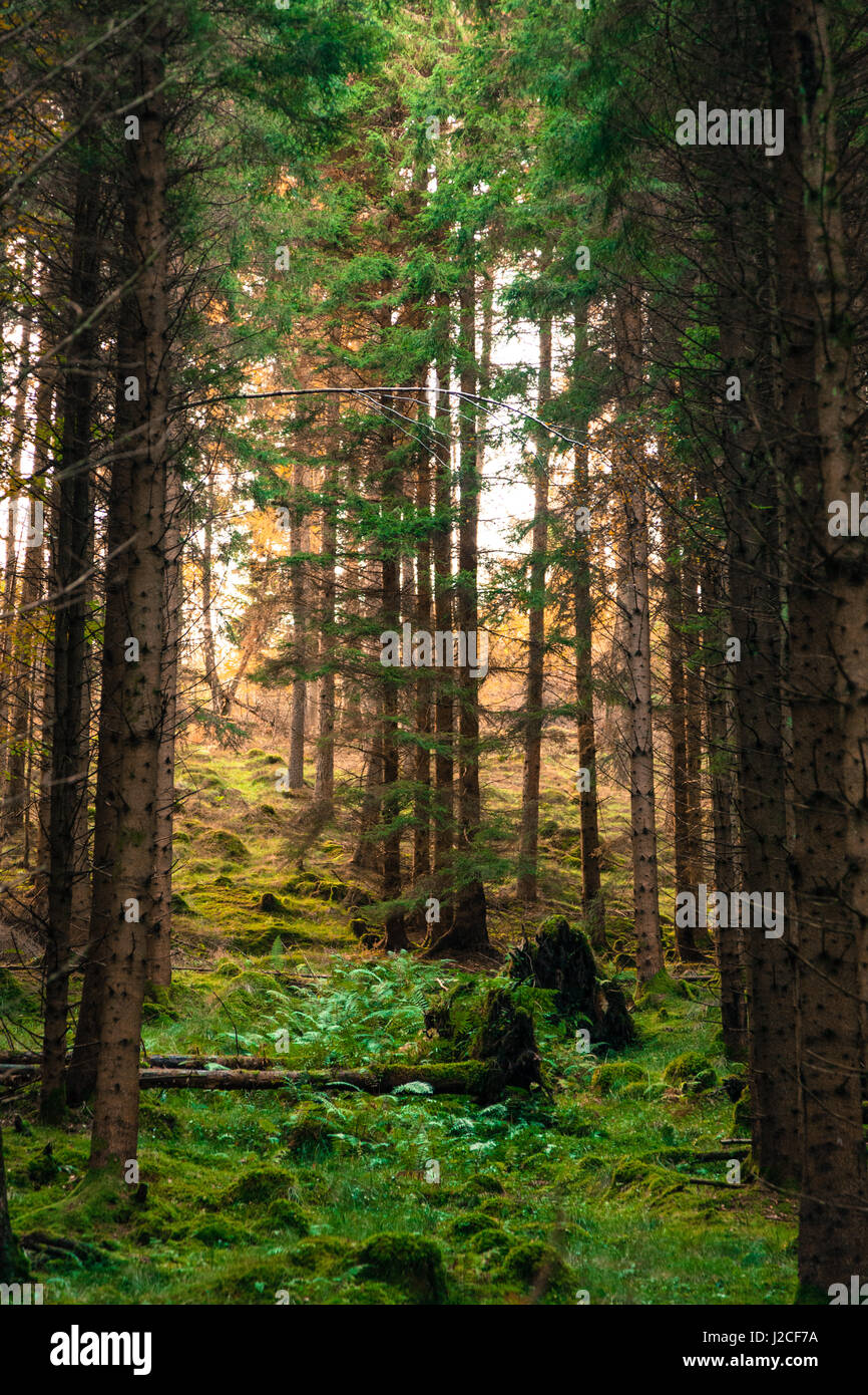 Scottish forest woods trees hi-res stock photography and images - Alamy
