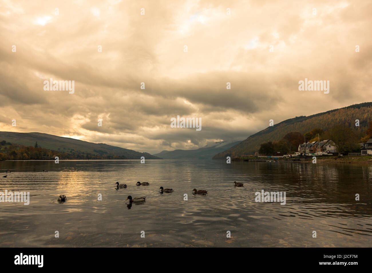 Some ducks paddle across the still water of Loch Tay at sunset. Kenmore, Perthshire, Scottish Highlands, Scotland Stock Photo