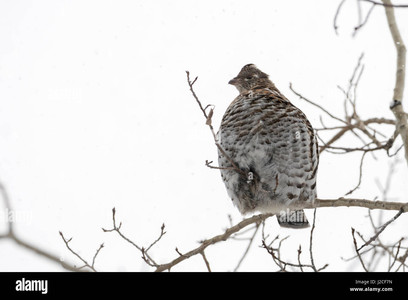 Ruffed grouse / Kragenhuhn ( Bonasa umbellus ) in winter, perched in a cottonwood tree, resting, sitting on a thin branch, Yellowstone area, Wyoming,  Stock Photo