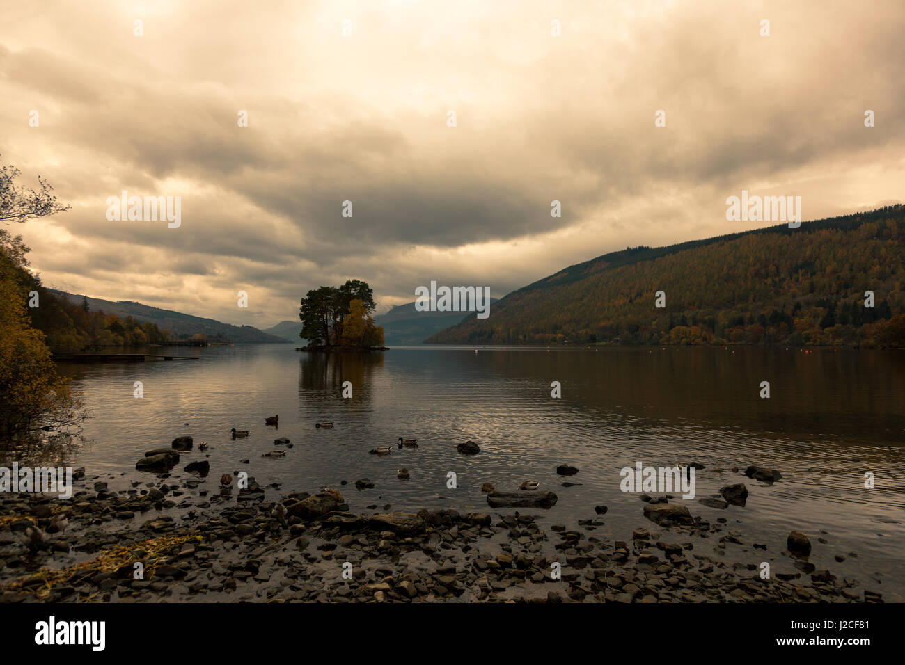 A crannog and an island of trees on the still water of Loch Tay at sunset as some ducks play on the shore. Kenmore, Perthshire, Scotland. Stock Photo