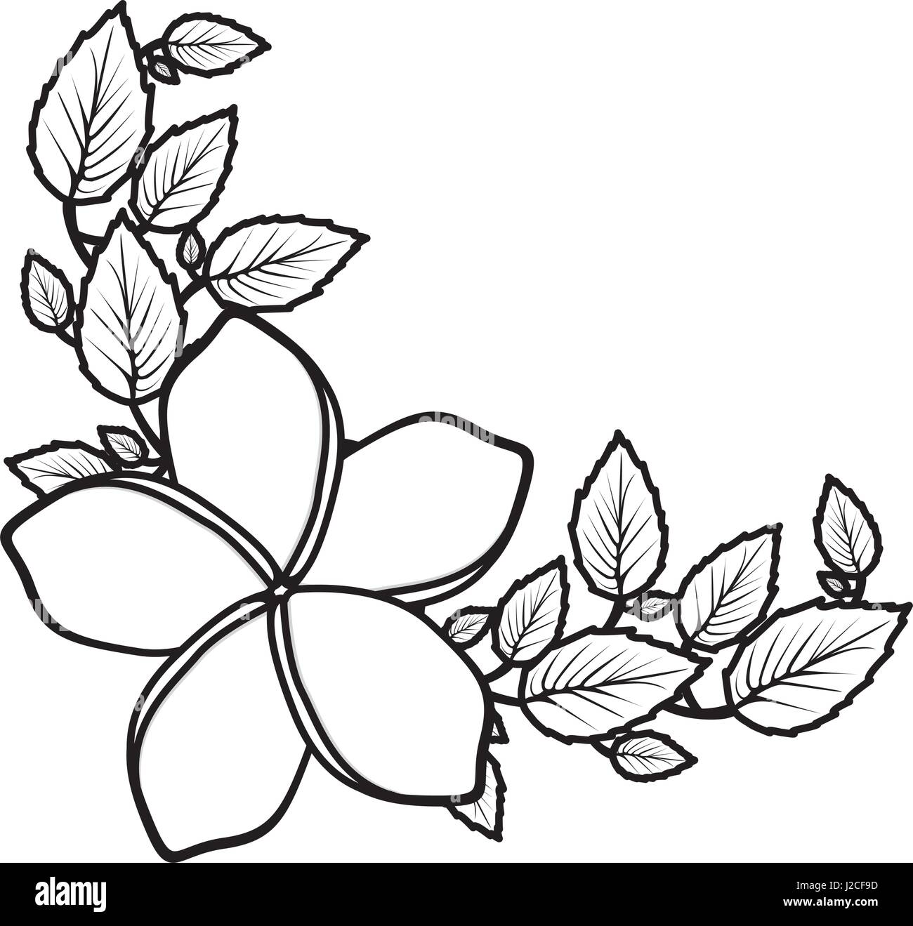 monochrome silhouette with malva flower with leaves Stock Vector