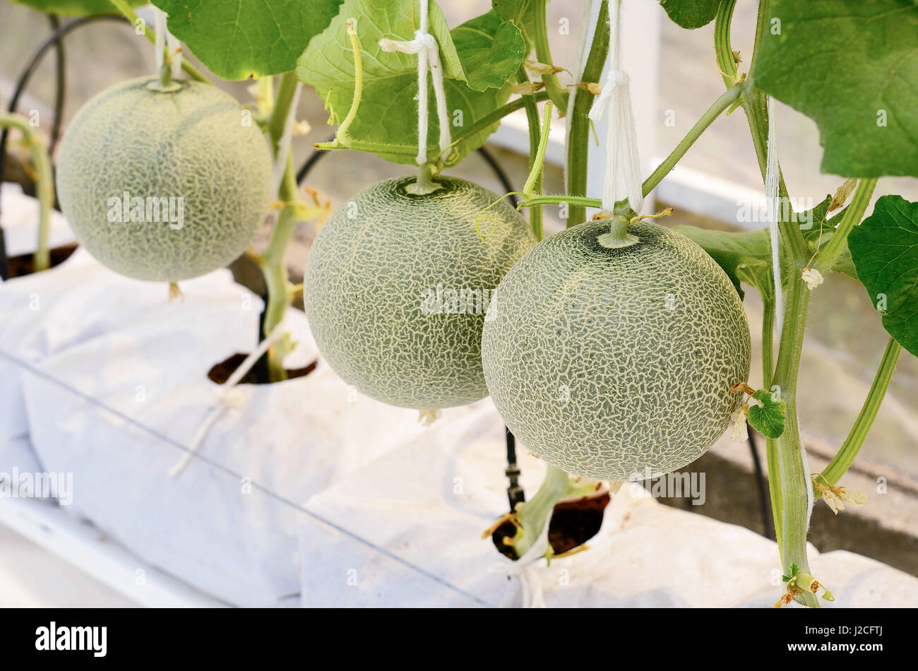 Cantaloupe melon growing in a greenhouse Stock Photo Alamy