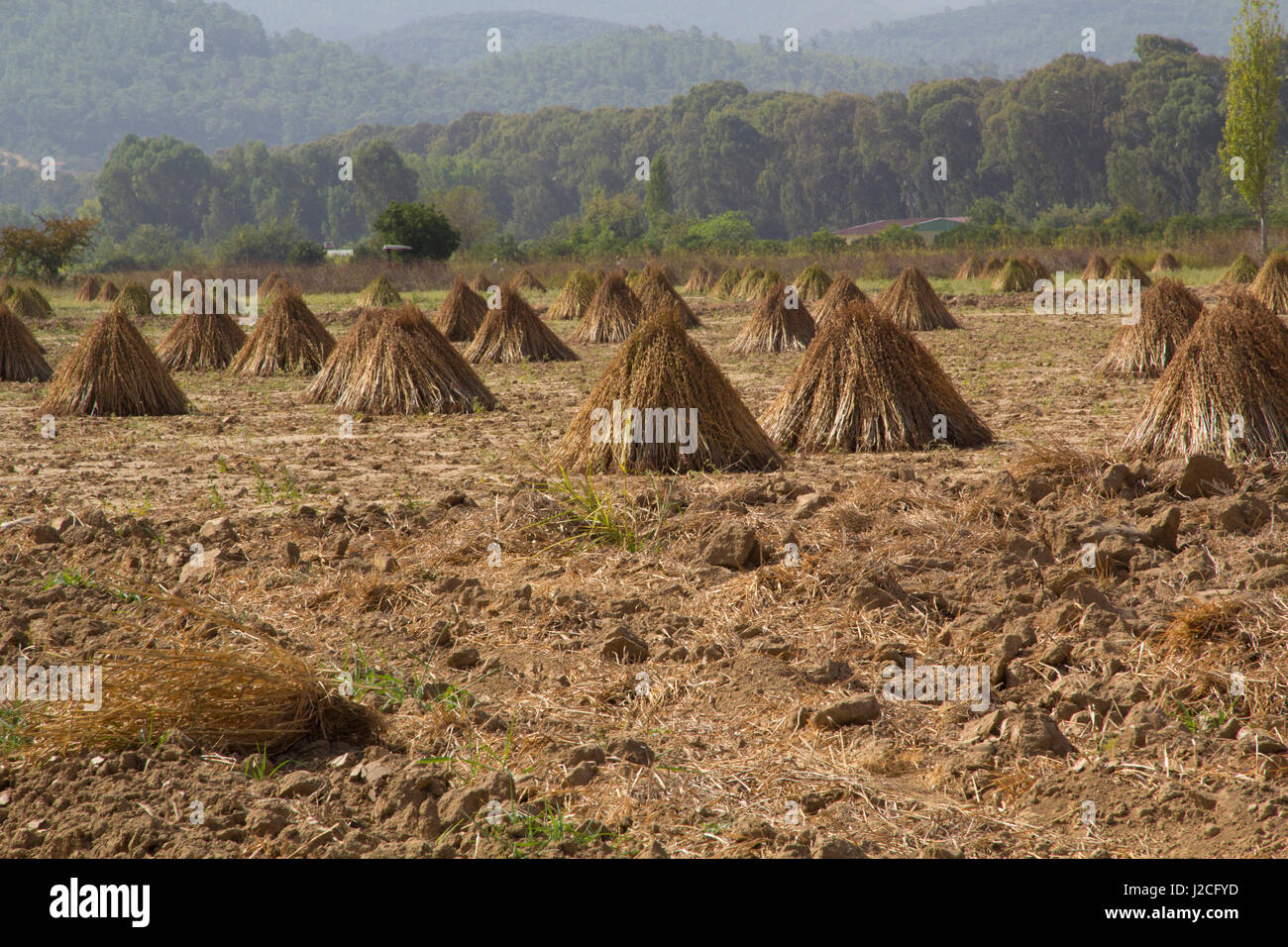 Turkey, stacks of Sesame Seeds, drying at harvest time in Turkey. The