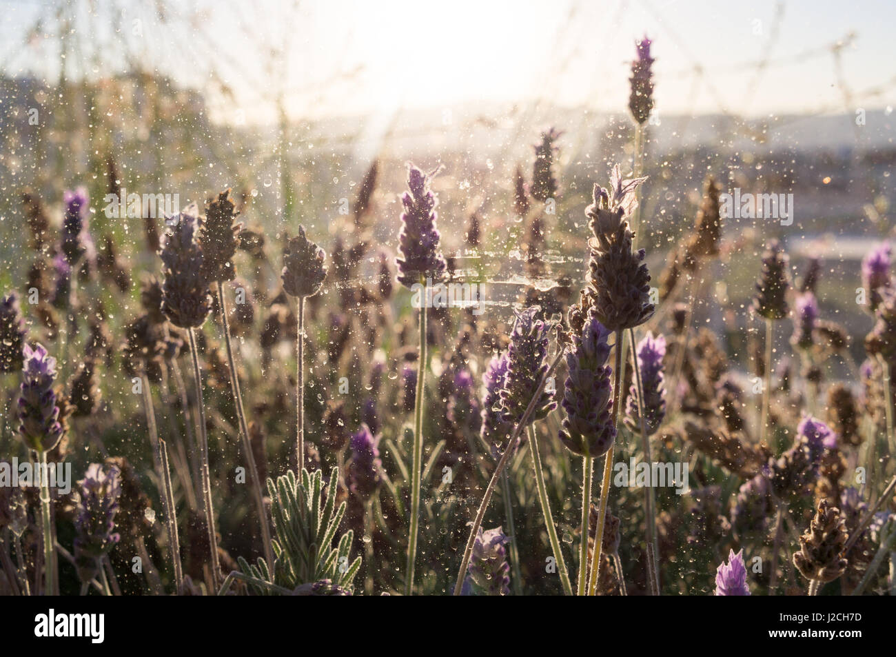 Greece, Attica, Athens, lavender in the sunset on the roof terrace of the Onassis Cultural Center Stock Photo