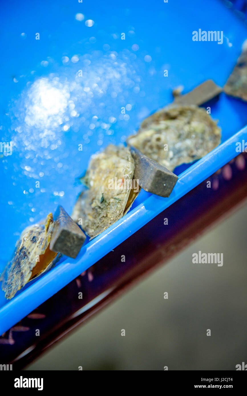 Vietnam, Quảng Ninh, thành phạ Hạ Long, Legend Pearl Halong Bay. Pearl