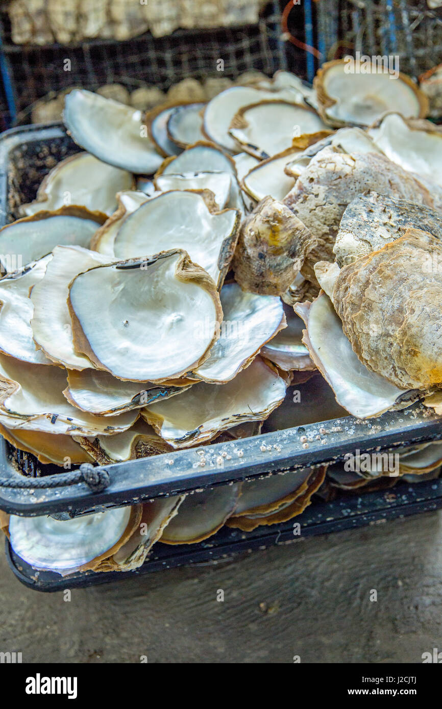 Vietnam, Quảng Ninh, thành phạ Hạ Long, Legend Pearl Halong Bay. Pearl farm in the Halong Bay