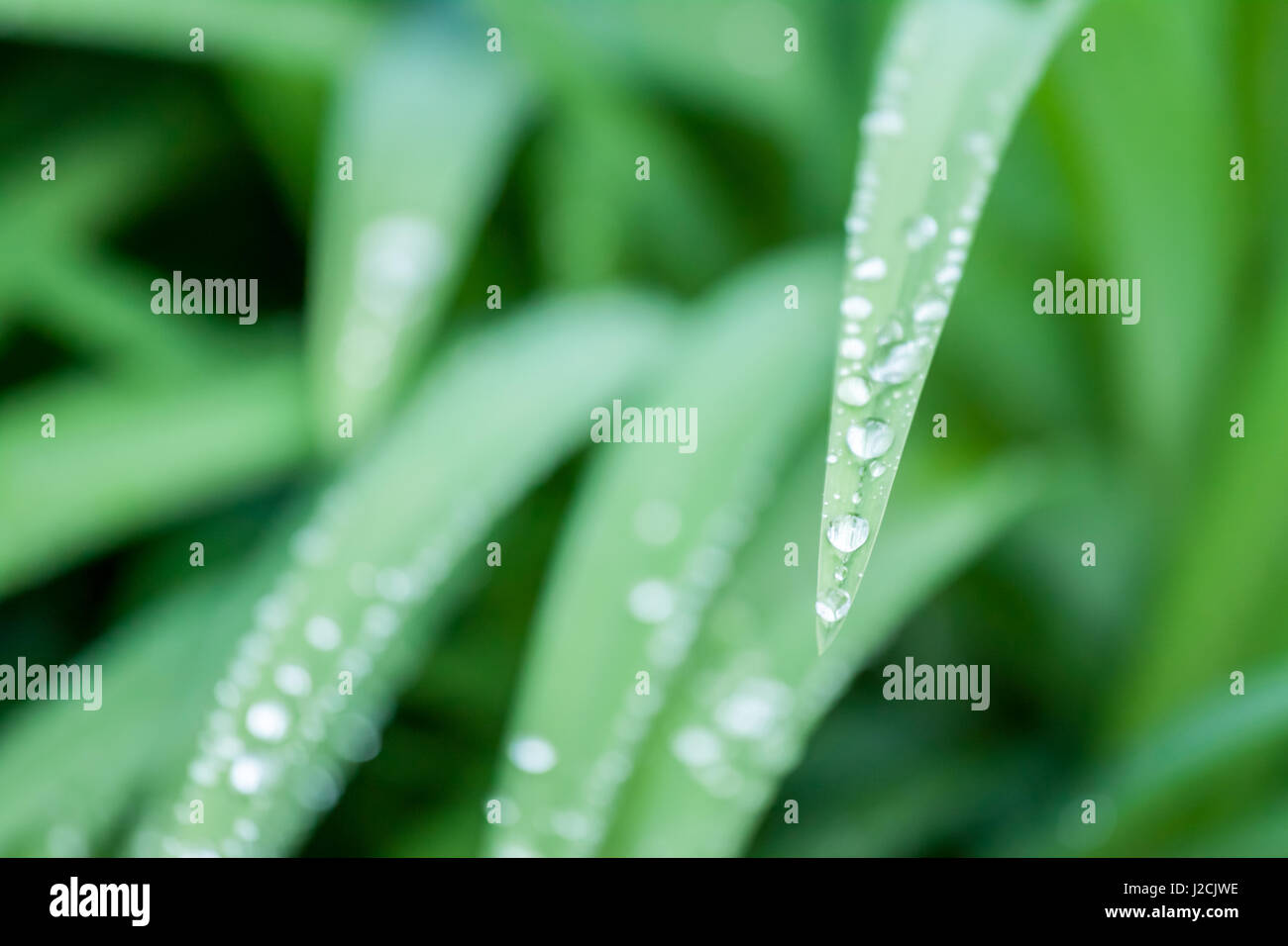 water drops on green grass macro can be background Stock Photo - Alamy