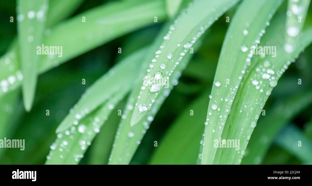 water drops on green grass macro can be background Stock Photo - Alamy