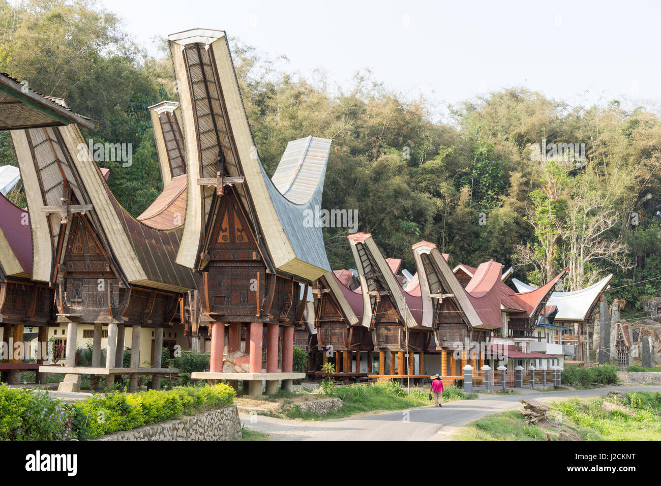Gaji umr toraja utara