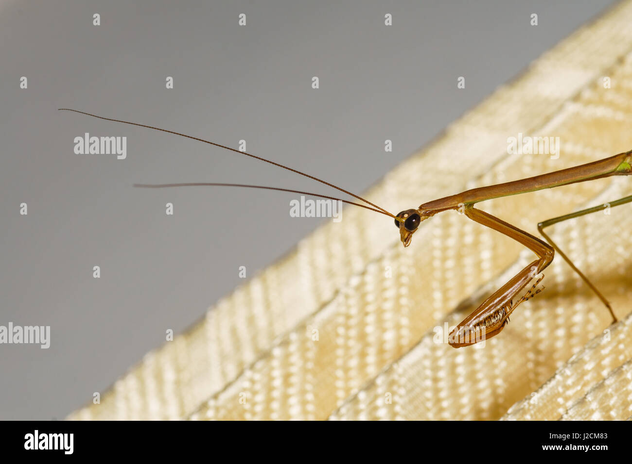 Khatbul Insect Indonesia, Maluku Utara, Kabul Pulau Morotai, close-up of an insect on ...