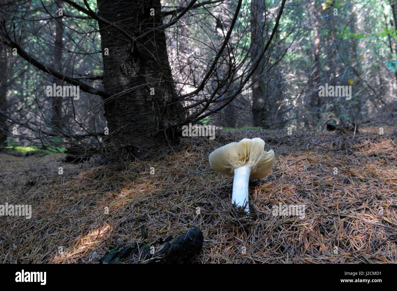 Canada, British Columbia, Vancouver Island. Russula mushroom growing in a dark forest in pine needles Stock Photo
