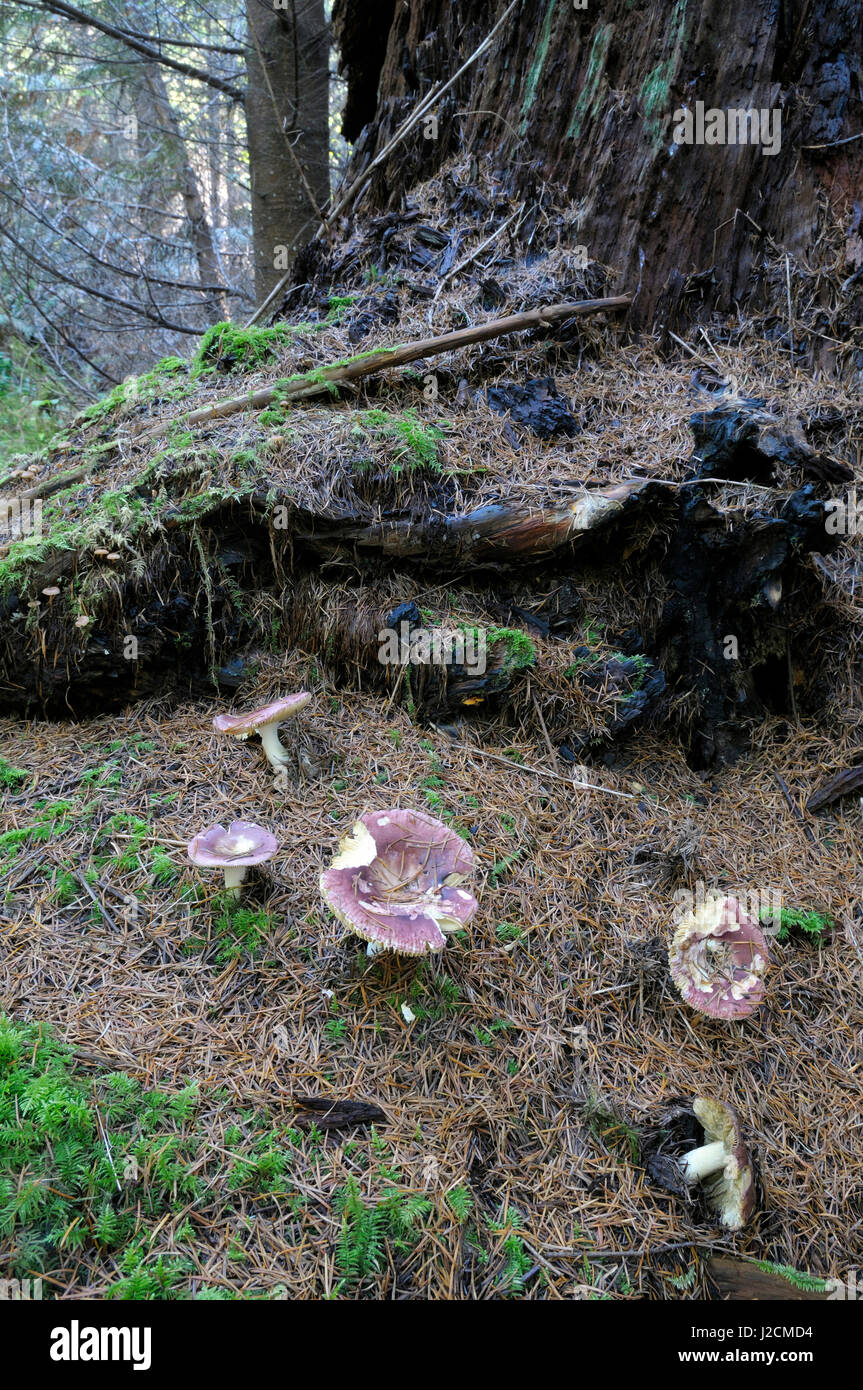 Canada, British Columbia, Vancouver Island. Rosy Russula (Russula sanguinea) mushrooms at the base of a large stump Stock Photo